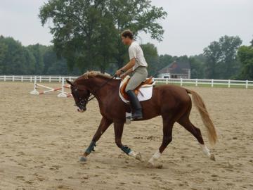 Iconnicus ridden by Dirk Reichel