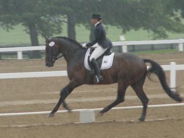 5 Year Old Champion Royal Prince ridden by Susanne Owen Hassler