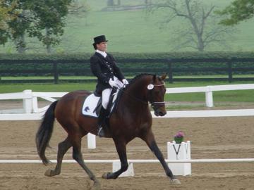 5 Year Old Reserve Champion Sir Sinclair ridden by Dorrie Addy-Crow
