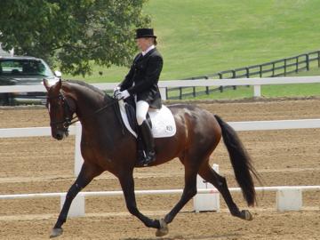 6 Year Old Reserve Champion Rykaard ridden by Ashley Fornell