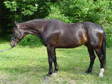 Anakin, June 2005