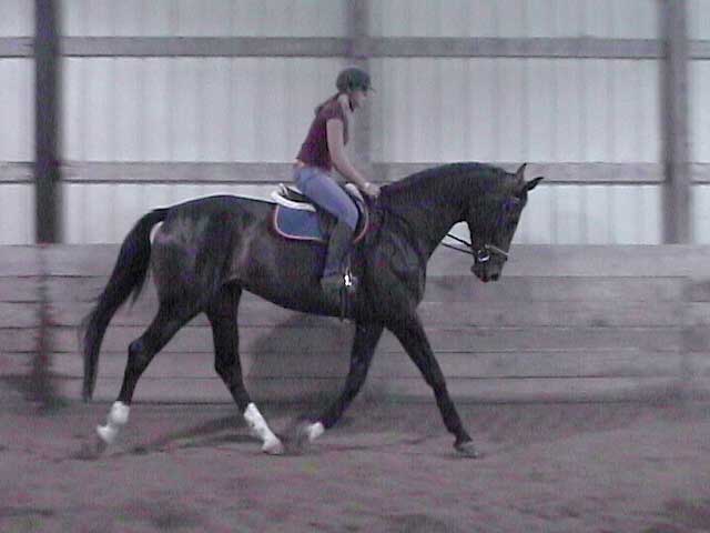 Ariel at the trot, June 2005