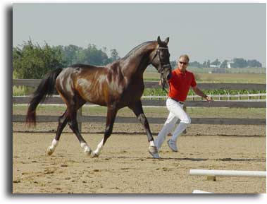 Apollo & Helmut at the Stallion Inspection, July 2005