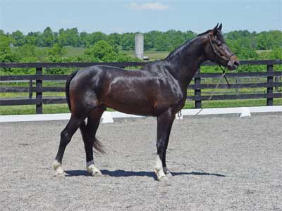 Apollo 3 yr old stallion, May,2005