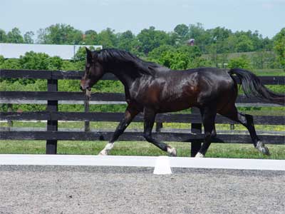 Apollo 3 yr old stallion, May,2005