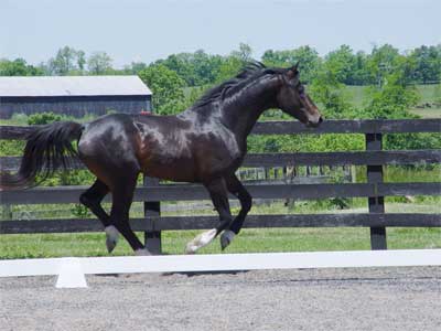 Apollo 3 yr old stallion, May,2005