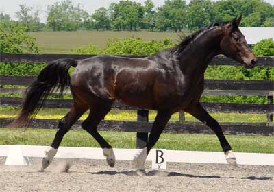 Apollo 3 yr old stallion, May,2005